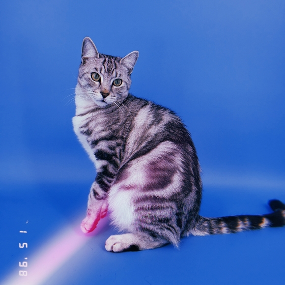 JOY MAC - Picture 2 of 3